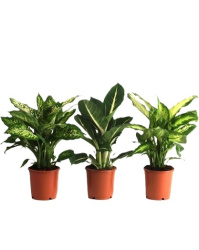 Диффенбахия Dieffenbachia микс 12-40