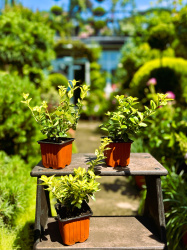 Бересклет Euonymus Fort Blondy d1030см (М)