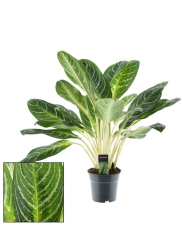 1577