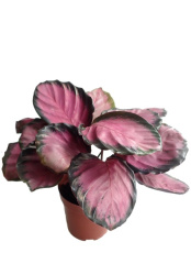Калатея Calathea Rosepicta Misty Red