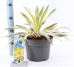 Юкка Yucca Gloriosa Citrus Twist d23-40см