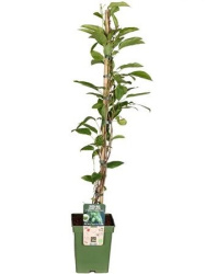 Киви Actinidia Kiwiberry Issai Bio d15-50см