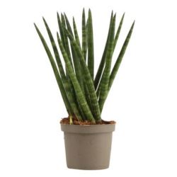 Сансевьера Sansevieria Cylindrica Spaghetti 6-18