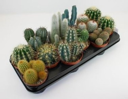 Кактус Cactus Mix 12-15