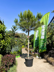 Сосна PINUS PINEA 70л 200-250см