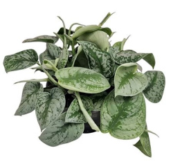 Scindapsus Pictus Trebie 14-20