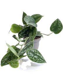 Scindapsus Pictus Silver Ann 11-15 1