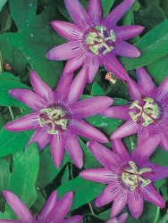 passiflora-amethyst-lavender-lady-1607388117_l
