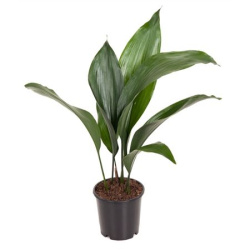 Аспидистра Aspidistra Elatior 13-50
