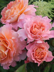 Роза Rosa Augusta Luise 3л (Г)