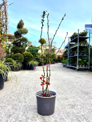 Хеномелес Chaenomeles Rubra 3л 30-40см (Г)