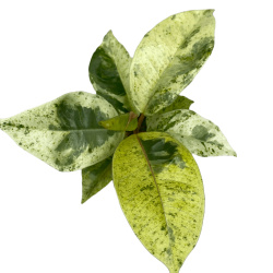 Фикус Ficus El Schriveriana 9-30 дж