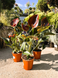 Антуриум Anthurium Chelsey Chocolate d1245см