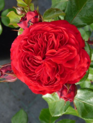Роза Rosa Red Leonardo da Vinci 3л (Г)