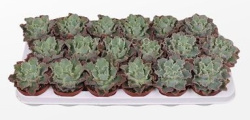 Эхеверия Echeveria Shaviana 10-12