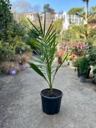 Финик Phoenix canariensis 5л (М) (нг)