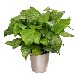 Calathea Network 14-40