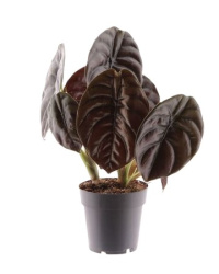 Alocasia Red Secret 12-25