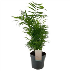 Хамедорея Chamaedora Elegans 17-65