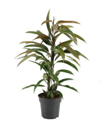 Ficus Bin Amstel King 17-70