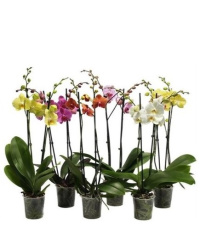 Фаленопсис Phalenopsis 2pp 12-50