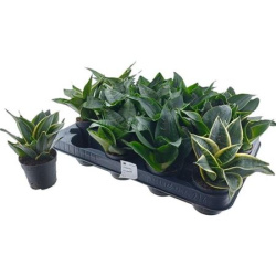 Sansevieria Trifasciata Mix 7-15