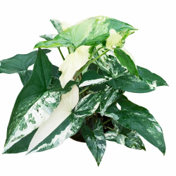 Сингониум Syngonium Milk