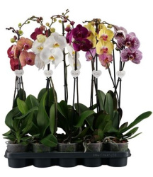 Phal 1st Mix 12-55