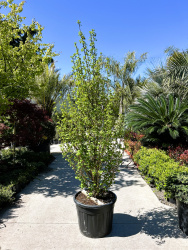 Гинкго GINKGO BILOBA BLAGON 70-110л 200см