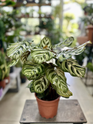 Калатея Calathea Makoyana d1750см