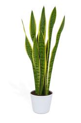 Сансевие́рия Sansevieria Laurentii d23-70см
