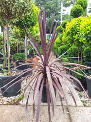 Драцена DRACAENA INDIVISA ELECTRIC PINK 9л (0093)