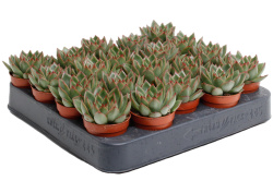 Echeveria Agavoides 5,5-10