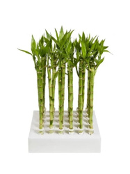 Драцена Drac Lucky Bamboo d5-50см