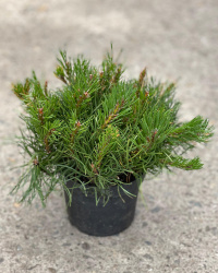 Сосна PINUS MUGO MUGHUS 2л