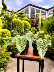 Антуриум Anthurium Veitchii d1025см