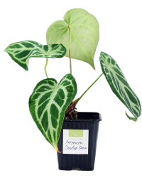 Anthurium Silver Blush 9