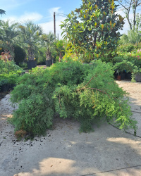 можжевельник олд голд