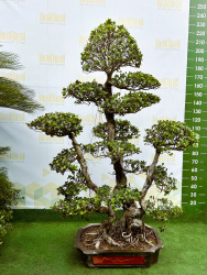 Фикус Ficus Gins Bonsai d140h210см