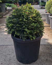 Тис TAXUS BACCATA 25л 40-45см шар (3431)