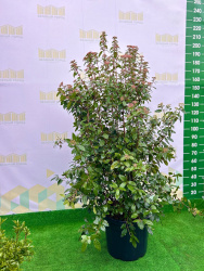 Калина VIBURNUM TINUS 35-45л 100-120см 3560