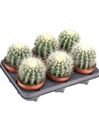 5292