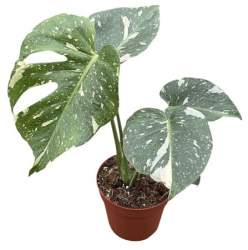Monstera Thai Constellation 14-30