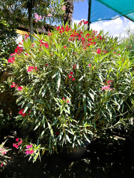 Олеандр NERIUM OLEANDER чаша ...см