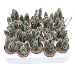 Setiechinopsis Mirabilis 6-12