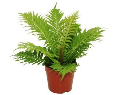 Блехиум Blechnum G Silver Lady 12-30