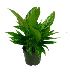 Aglaonema Black Beauty 12-30