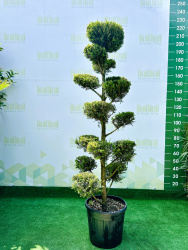 Купрессоципарис CUPRESSOCYPARIS LEYLANDII CASTLEWEL GOLD 25л 140-160см пон-пон