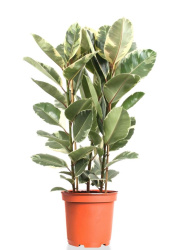fikus_elastika_tineke_ficus_el_tineke_3pp_90_27_n
