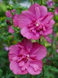 Гибискус Hibiscus Syr Magenta Chiffon d23-95см